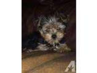 Yorkshire Terrier Puppy for sale in BELTON, TX, USA
