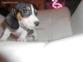 Dachshund Puppy for sale in Anthem, AZ, USA