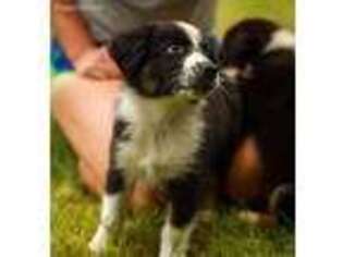 Australian Shepherd Puppy for sale in Battle Ground, WA, USA