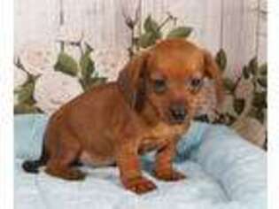 Dachshund Puppy for sale in Penns Creek, PA, USA