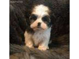 Shorkie Tzu Puppy for sale in New Orleans, LA, USA