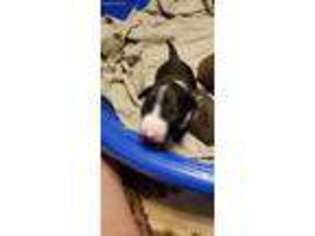 Bull Terrier Puppy for sale in Carencro, LA, USA