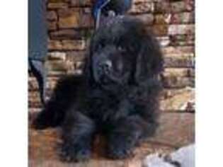 Newfoundland Puppy for sale in Middleton, ID, USA