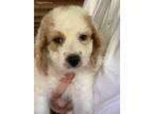 Goldendoodle Puppy for sale in Russell, MA, USA