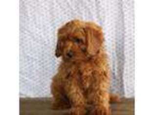 Cavapoo Puppy for sale in Keosauqua, IA, USA