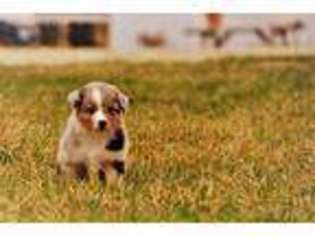 Australian Shepherd Puppy for sale in Garden City, MO, USA