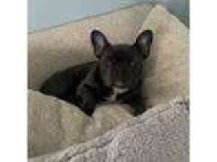 French Bulldog Puppy for sale in Pittsfield, MA, USA