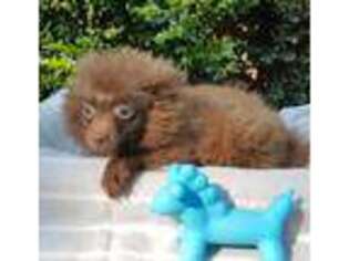 Pomeranian Puppy for sale in Lexington, SC, USA