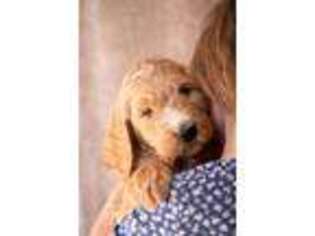 Goldendoodle Puppy for sale in Rome, PA, USA