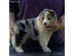 Shetland Sheepdog Puppy for sale in La Porte, TX, USA