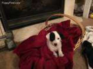 Jack Russell Terrier Puppy for sale in Elizabeth, CO, USA