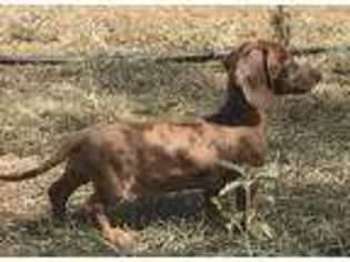 Dachshund Puppy for sale in Fredericksburg, TX, USA