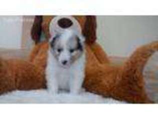 Shetland Sheepdog Puppy for sale in Kooskia, ID, USA
