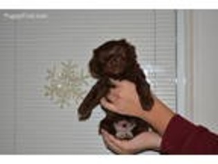 Havanese Puppy for sale in Millville, NJ, USA