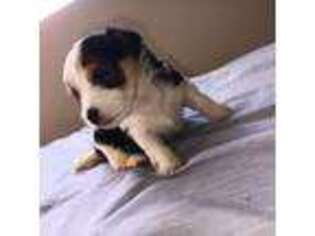 Mutt Puppy for sale in Chicago, IL, USA