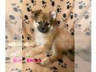 Pomeranian Puppy for sale in King, NC, USA