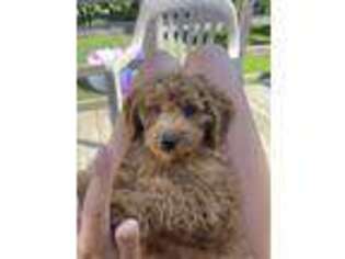 Goldendoodle Puppy for sale in Frankfort, IN, USA
