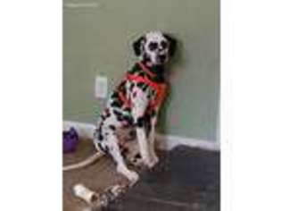 Dalmatian Puppy for sale in Tobyhanna, PA, USA