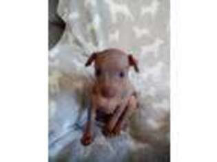 Miniature Pinscher Puppy for sale in Charlotte, NC, USA