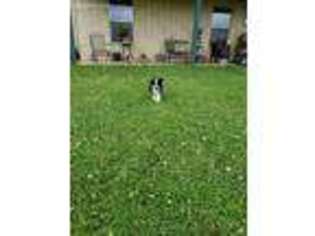 Border Collie Puppy for sale in Laneville, TX, USA