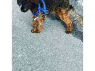 Mutt Puppy for sale in Richlands, VA, USA