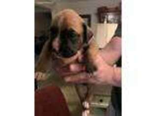Boxer Puppy for sale in Paducah, KY, USA