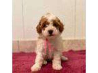 Mutt Puppy for sale in Laveen, AZ, USA