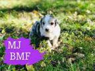 Miniature Australian Shepherd Puppy for sale in Oronogo, MO, USA