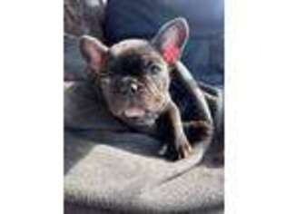 French Bulldog Puppy for sale in Steele, ND, USA
