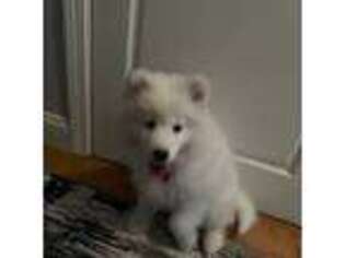 Samoyed Puppy for sale in Plymouth, MA, USA