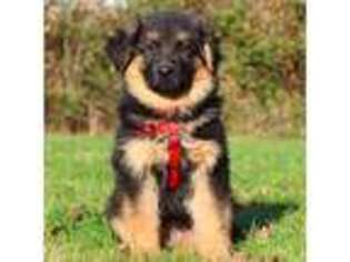 German Shepherd Dog Puppy for sale in Brush Prairie, WA, USA