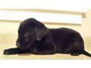 Labrador Retriever Puppy for sale in Dyersville, IA, USA