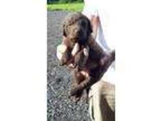 Chesapeake Bay Retriever Puppy for sale in Conrath, WI, USA