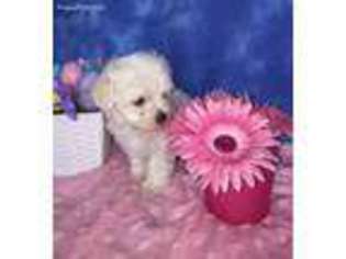 Maltese Puppy for sale in Columbus, MS, USA