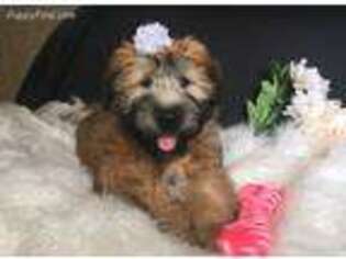 Soft Coated Wheaten Terrier Puppy for sale in Hampton, CT, USA