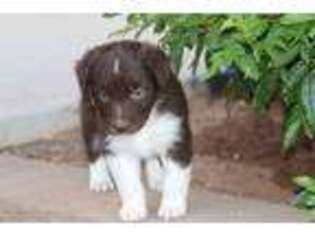Australian Shepherd Puppy for sale in Queen Creek, AZ, USA