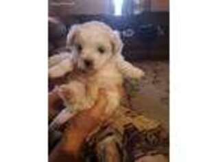 Maltese Puppy for sale in Bowdon, GA, USA