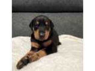 Doberman Pinscher Puppy for sale in Homestead, FL, USA