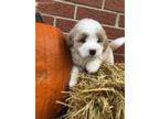Mutt Puppy for sale in Jackson Center, OH, USA
