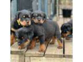 Rottweiler Puppy for sale in Macon, GA, USA