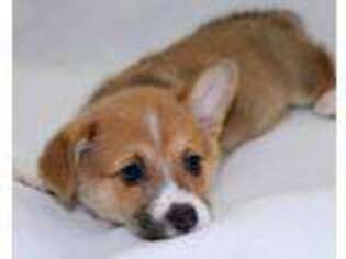Pembroke Welsh Corgi Puppy for sale in Richmond, VA, USA