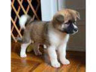 Akita Puppy for sale in LOS ANGELES, CA, USA