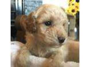 Mutt Puppy for sale in Olar, SC, USA