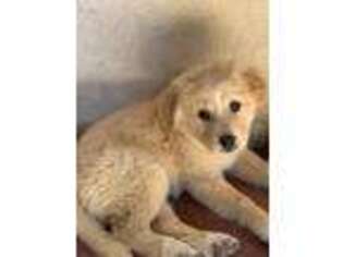 Golden Retriever Puppy for sale in Thousand Oaks, CA, USA