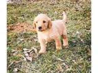 Labradoodle Puppy for sale in Opelousas, LA, USA