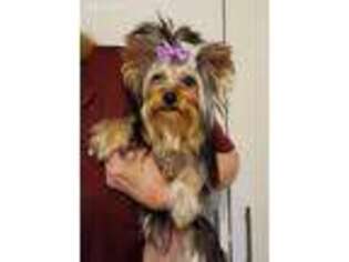Yorkshire Terrier Puppy for sale in Valley, AL, USA