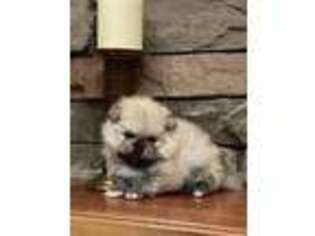 Pomeranian Puppy for sale in Greenville, SC, USA