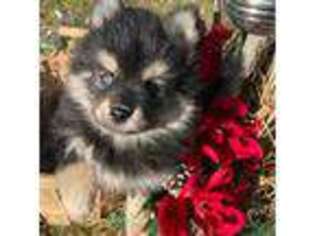 Mutt Puppy for sale in Raymondville, MO, USA