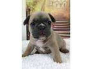 French Bulldog Puppy for sale in Frostburg, MD, USA