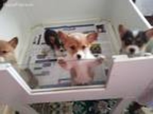 Pembroke Welsh Corgi Puppy for sale in Concrete, WA, USA